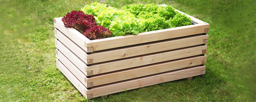 Wannenbeet mit Salatstauden