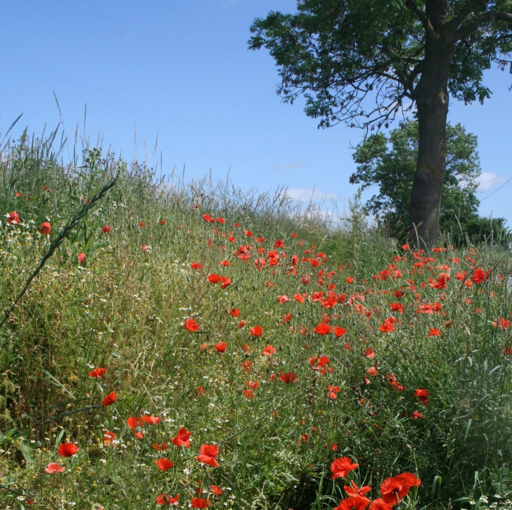 Hangwiese mit Mohn im Sommer