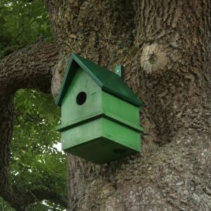 Eichhörnchenkobel vom Boden aus gesehen