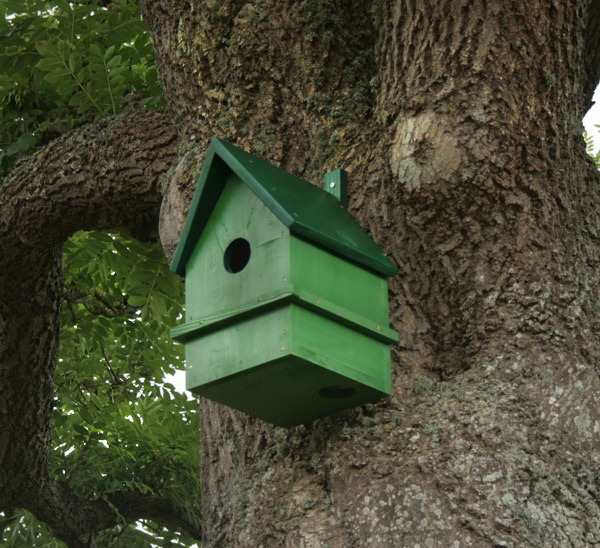 Eichhörnchenkobel Eichhörnchenkobel vom Boden aus gesehen